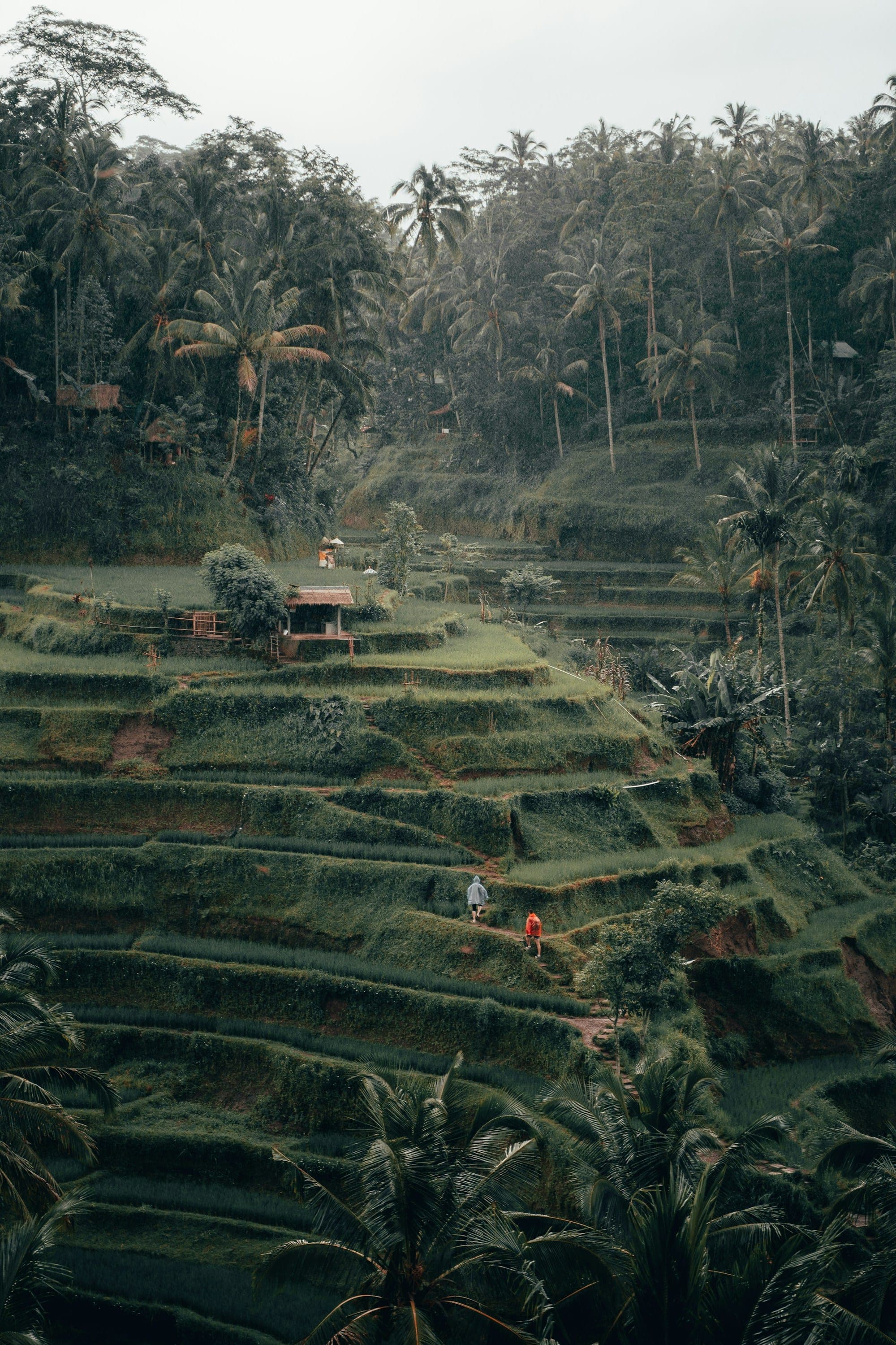 Tegalalang rice terraces in Ubud, Bali